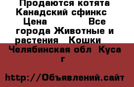 Продаются котята Канадский сфинкс › Цена ­ 15 000 - Все города Животные и растения » Кошки   . Челябинская обл.,Куса г.